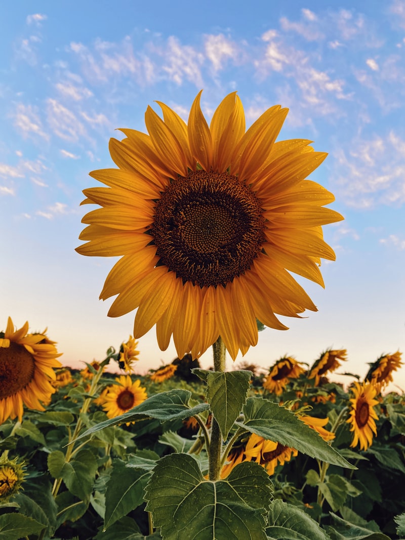 Champs de tournesols du Lauragais
